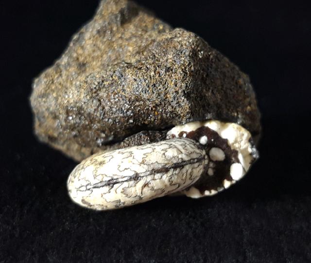 Craspedites nodiger (EICHWALD 1865) - Bild © FossNet FossilienStore